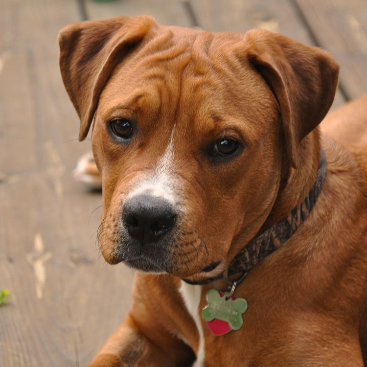 Pet Photography