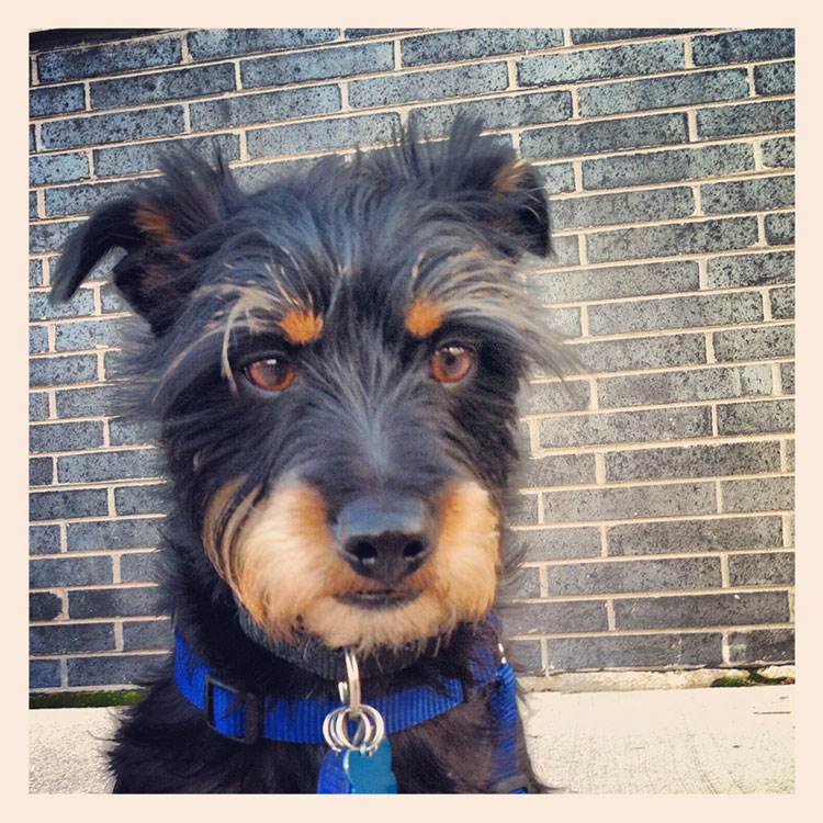 Pet Photography