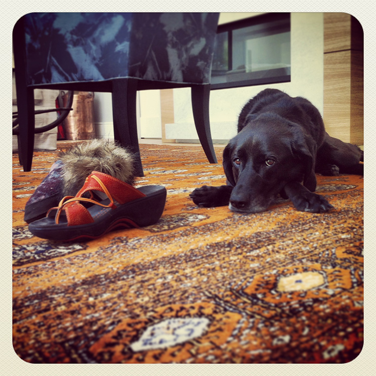 Pet Photography