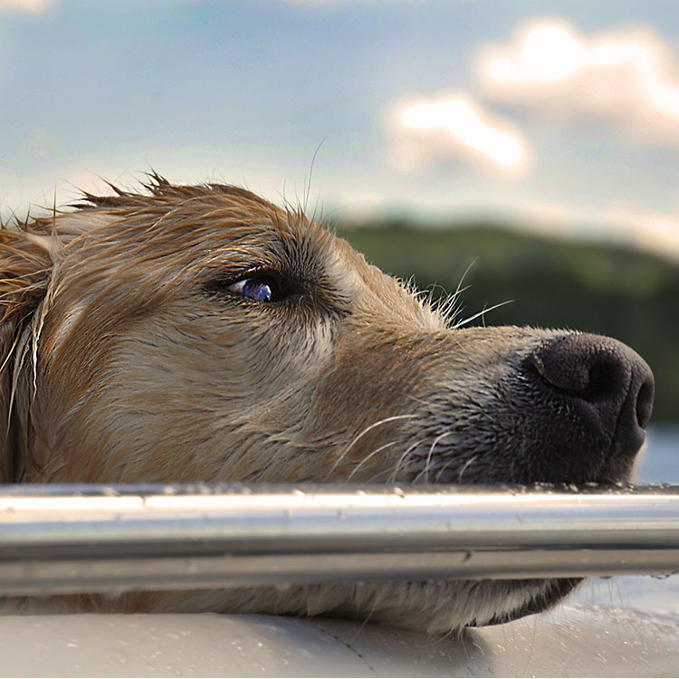 Pet Photography