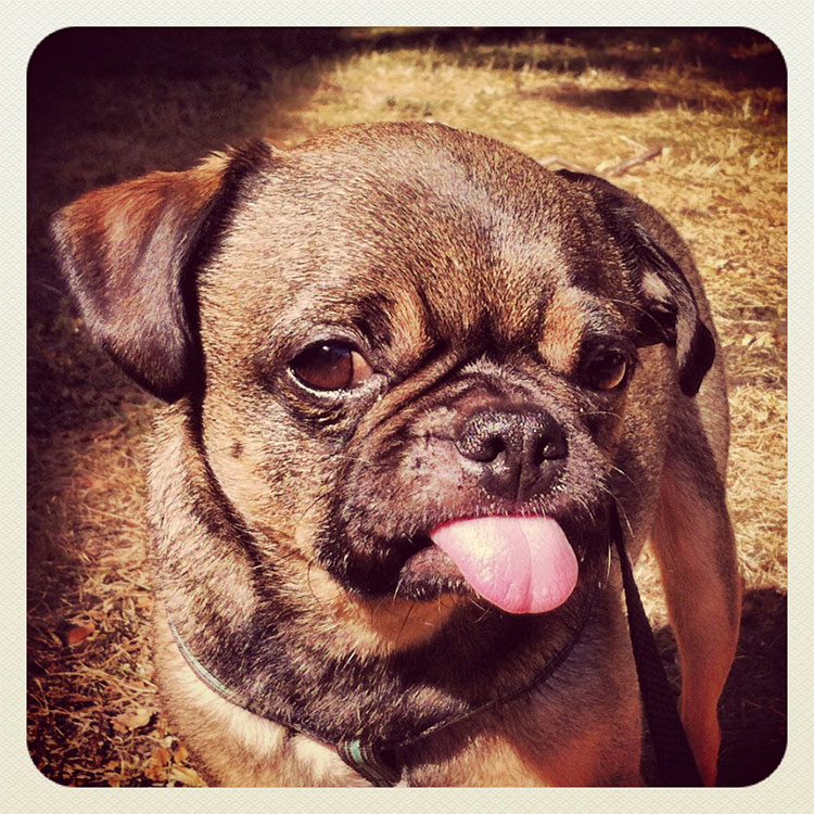 Pet Photography