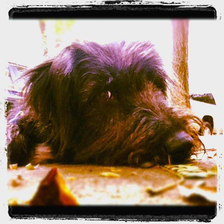 Pet Photography