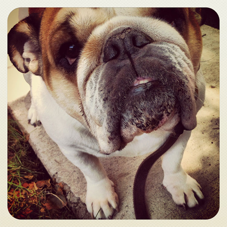 Pet Photography