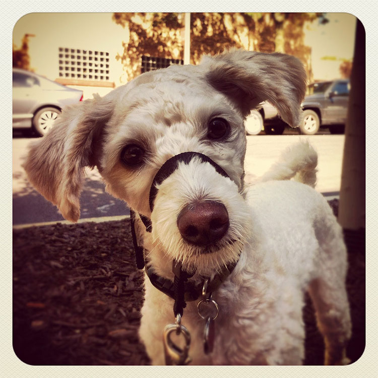 Pet Photography
