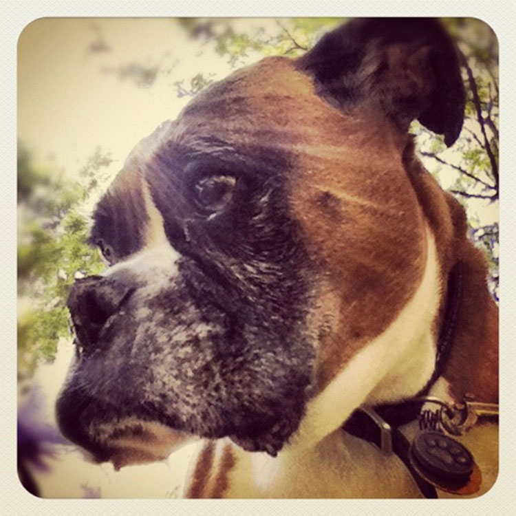 Pet Photography