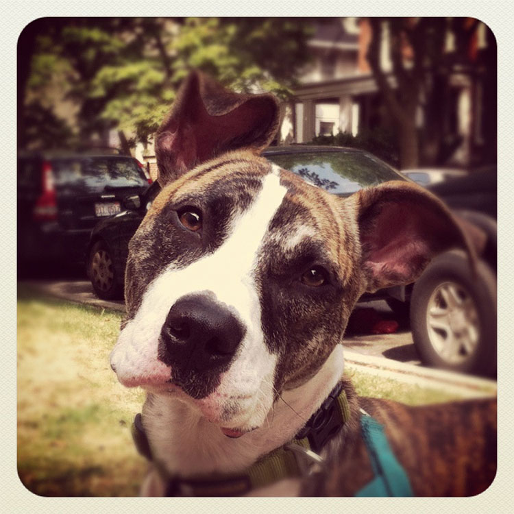 Pet Photography