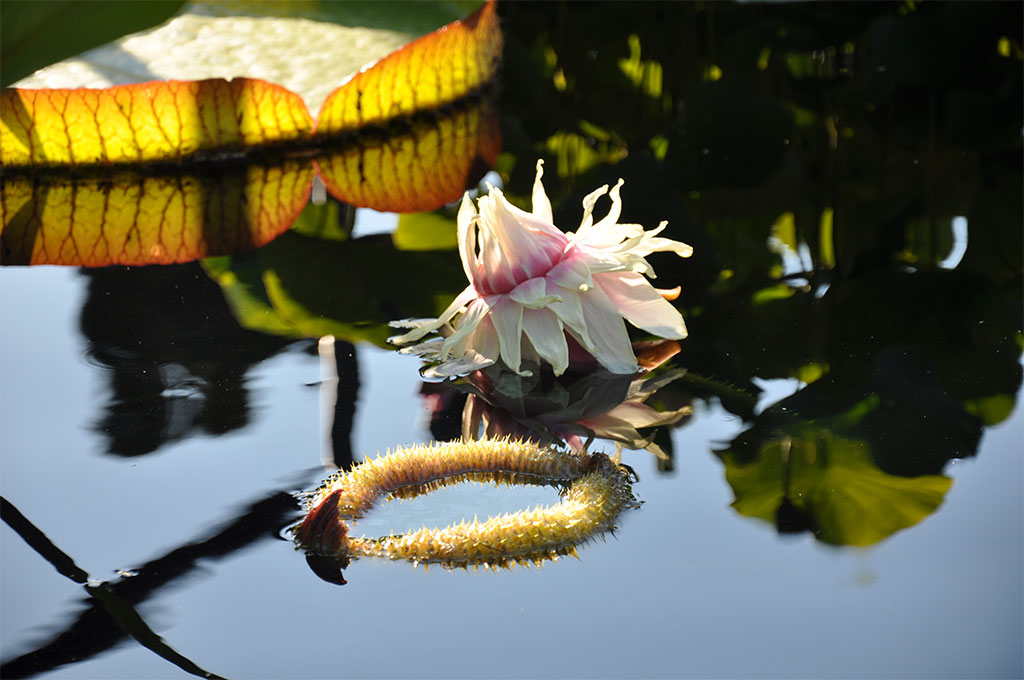 Still Life Photography